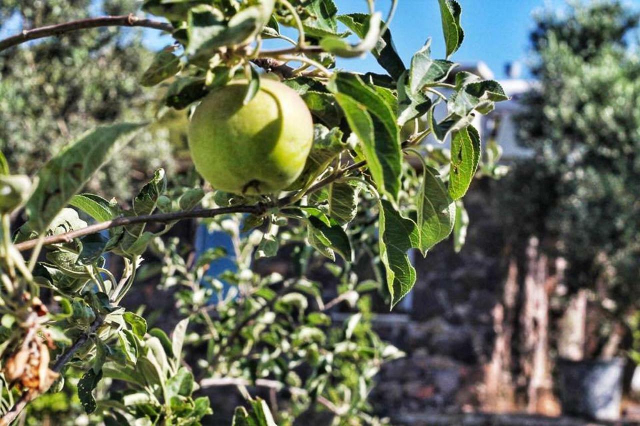 Assos Alis Farm Boutique Hotel & Spa Εξωτερικό φωτογραφία